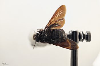 Media type: image;   Entomology 810675 Aspect: habitus dorsal view